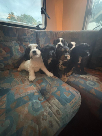 Beautiful cockapoo puppies for sale