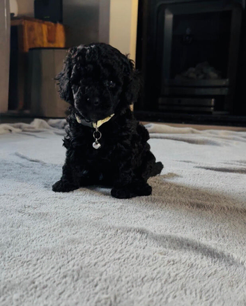 Beautiful Toy Cockapoo Puppies from Extensively DNA & Health Tested Parents