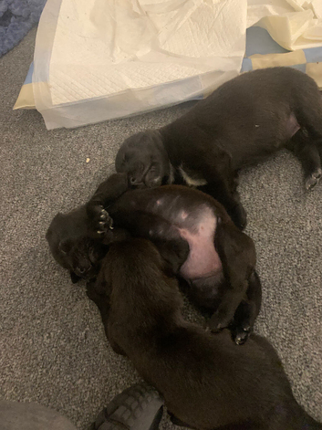 Puppy's for sale
