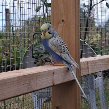 budgie babies for sale