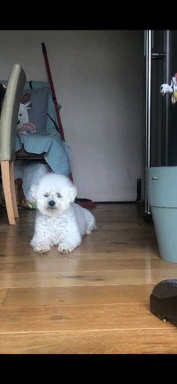 Rehome 6 year old Bichon female