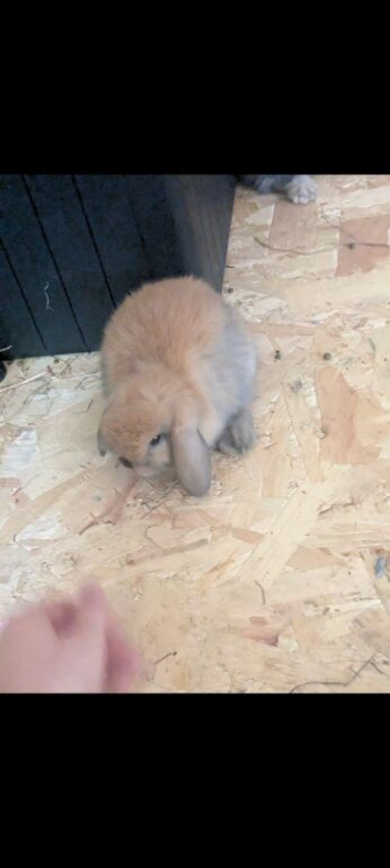 Baby mini lops