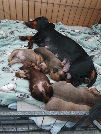 2 beautiful girl pups