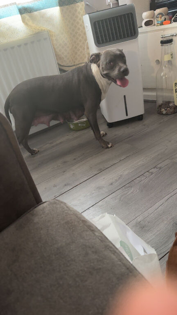 Irish staffy