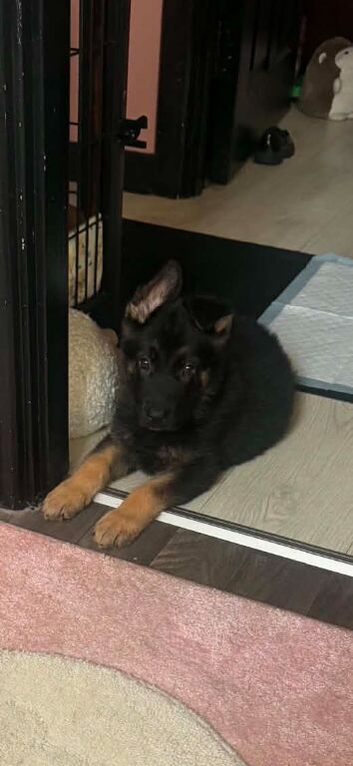 Little boy German shepherd pup
