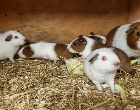 Baby boy guinea pig