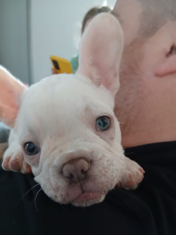 4 french bulldog puppys for sale