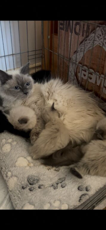 Ragdoll x Maine coon