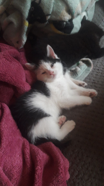 Kitten