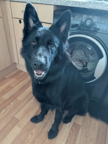 17 month black female German shepherd