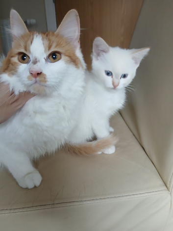 Beautiful female kitten