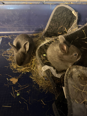 Mini Rex rabbits please read full add