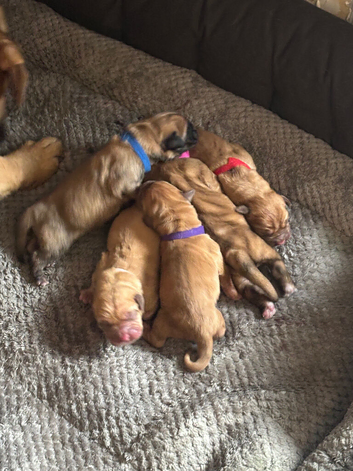 Dogue de Bordeaux cross cane corso puppies