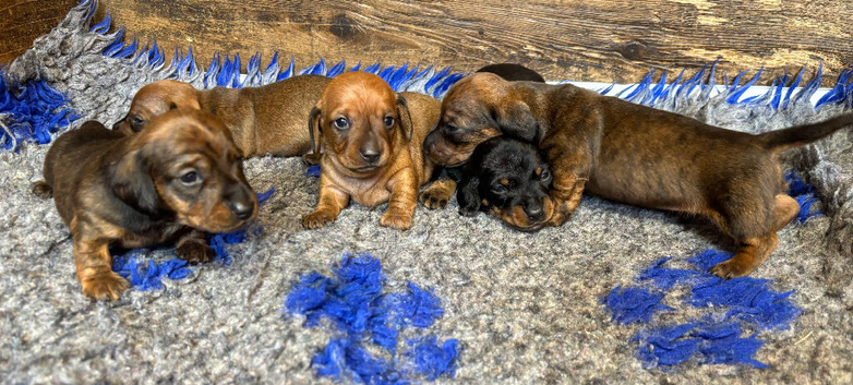 Dachshund puppies for sale