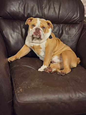 4 yr old older English bulldog dog