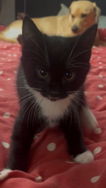 Cute little boy, used to dogs.