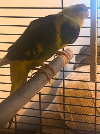 Male and female breeding pair of caique parrots with a chick