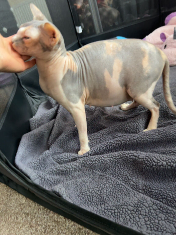 Beautiful TICA Registered Sphynx Girl