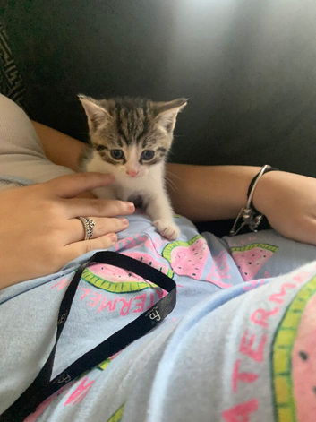 Kittens