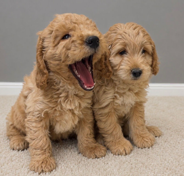 Cockapoo pups ready 16/7/26 REDUCED