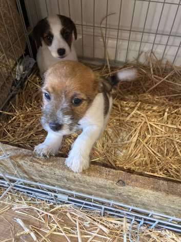 Farm bred Jack Russell&rsquo;s