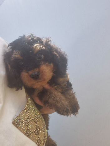 Pedigree cavapoo
