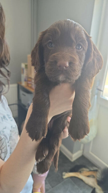 Sprocker Puppies for sale girls and boy updated photos!!
