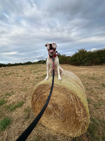 3 Year Old American Bulldog