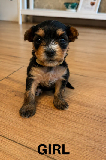 Yorkshire terrier puppy's for sale > 1 girl < > 1 boy <