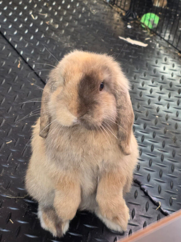 Mini lop