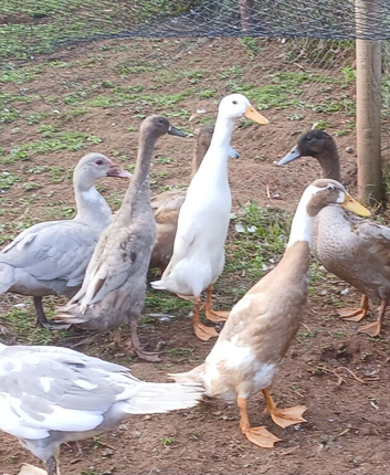 Trio runner ducks