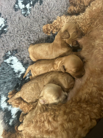 Cavapoo puppies