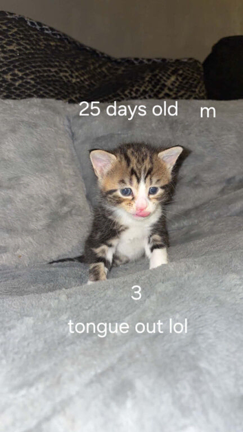 5 adorable kittens
