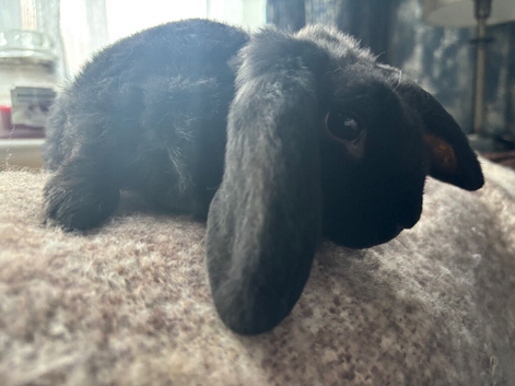 Mini Plush Lop