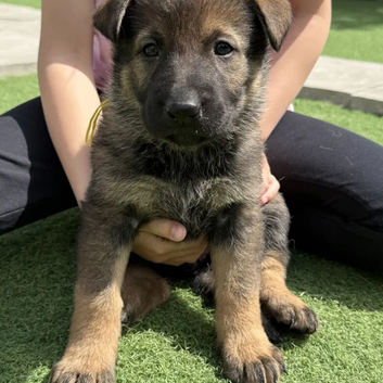 true Czech working line German Shepherd.