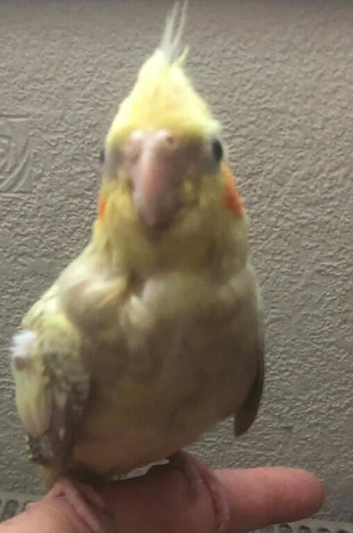 hand reared  baby cockatiels