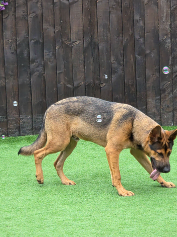 German shepeard
