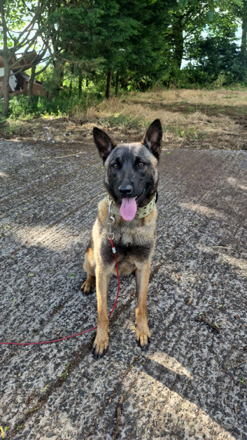Belgium shepherd x female