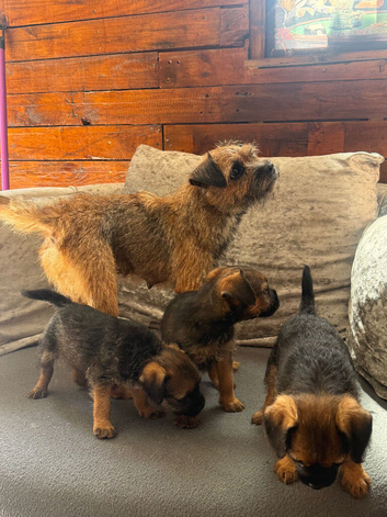 Border Terrier Puppies