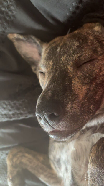 Rosie