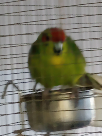 Java finches