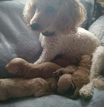 KC Registered Beautiful Boy Toy poddle left