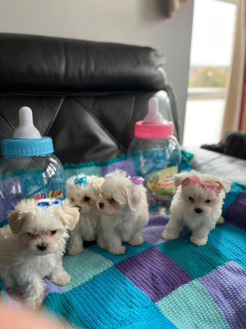 Gorgeous Litter of Maltese Puppies