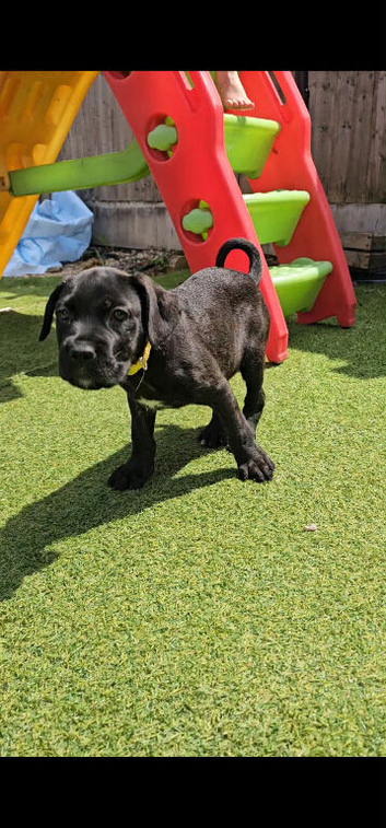 Alsatian cross cane corso puppys