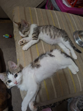 2 female kittens forsale now 12 weeks old