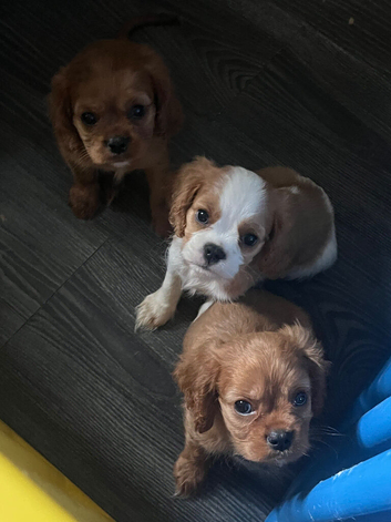 Beautiful King Charles pups