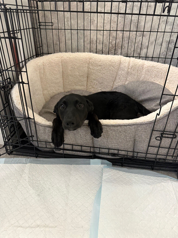 Beautiful girl looking for her forever home
