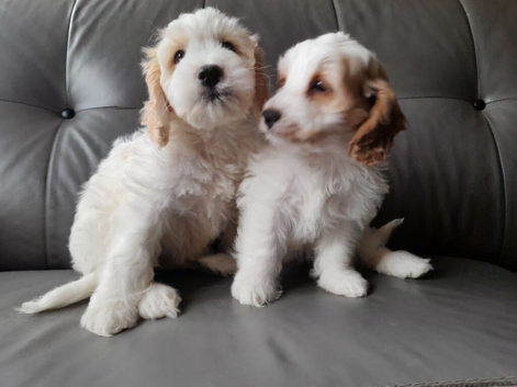 COCK-A-CHON puppies for sale