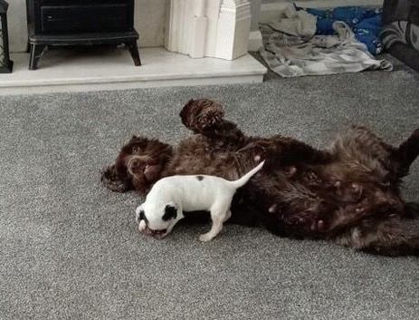 Show type cocker spaniel
