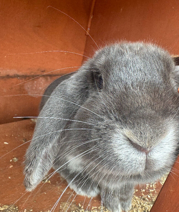 Female rabbit, hutch and separate run